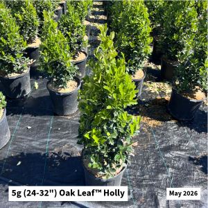 May 2026 5g Oak Leaf Holly Website